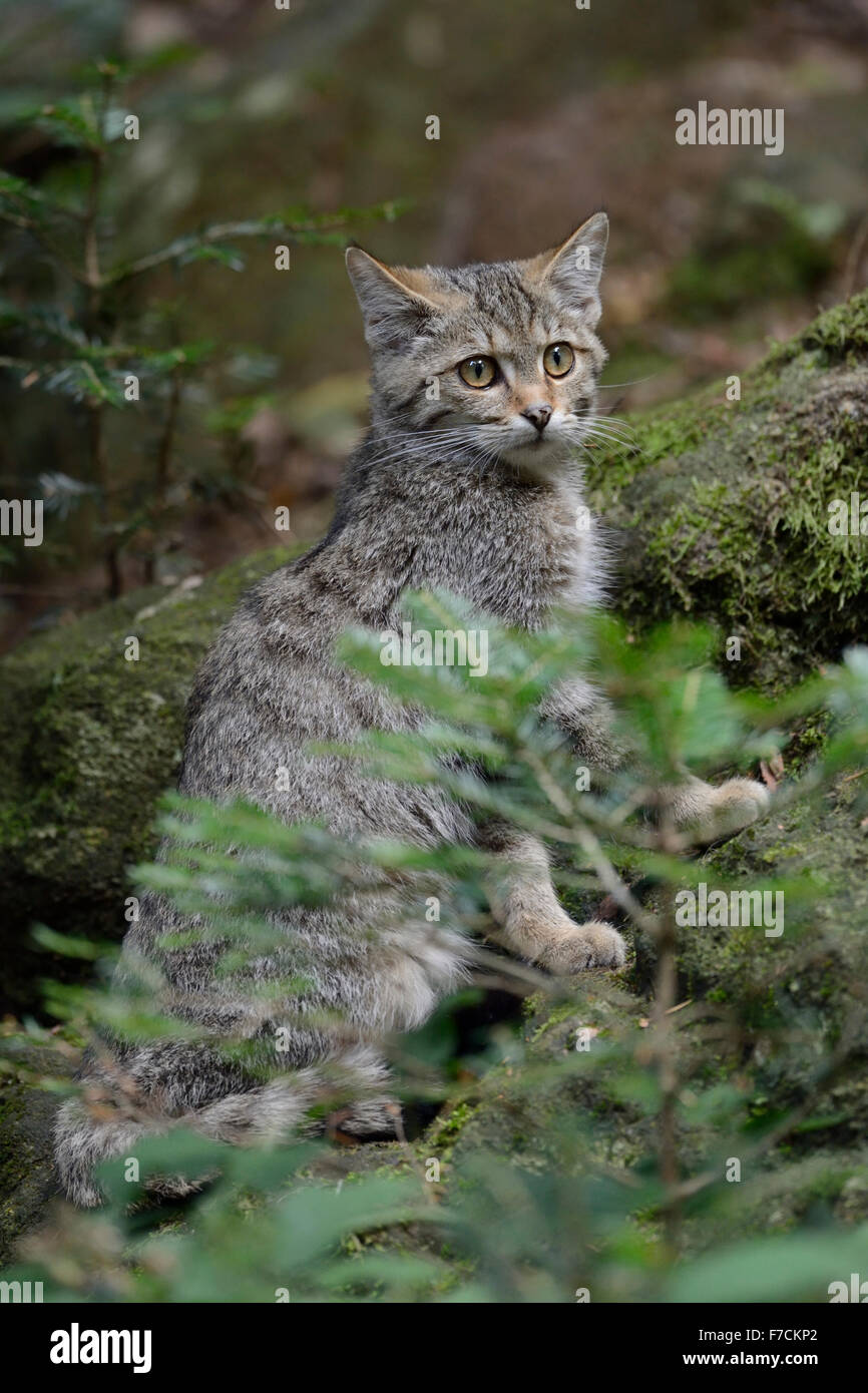 European wild cat / Europäische Wildkatze ( Felis silvestris silvestris ) sitting in a coniferous forest. Stock Photo