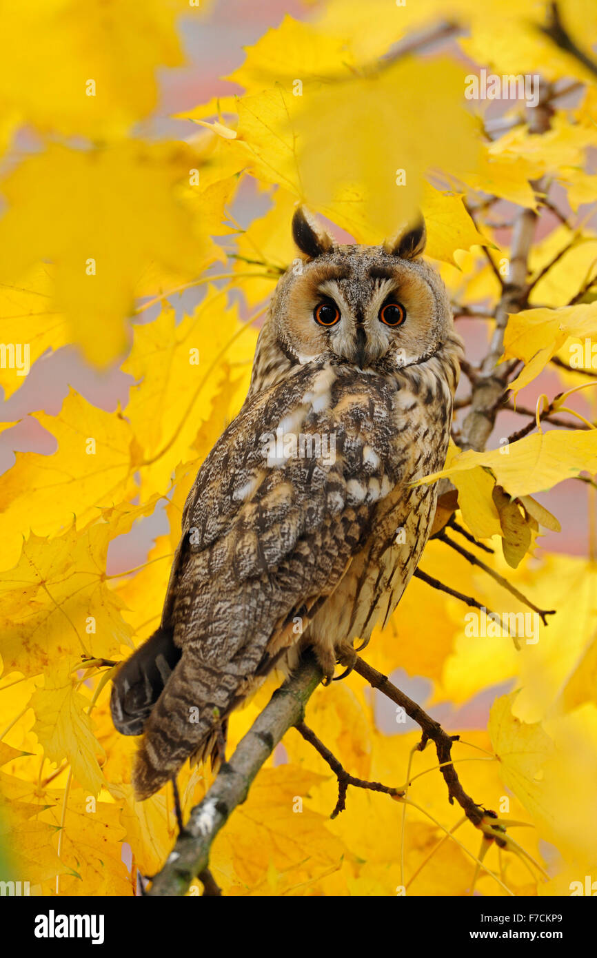 Long-eared Owl / Waldohreule ( Asio otus ) perched in a maple tree, orange eyes wide open, surrounded by golden leaves, wildlife Stock Photo