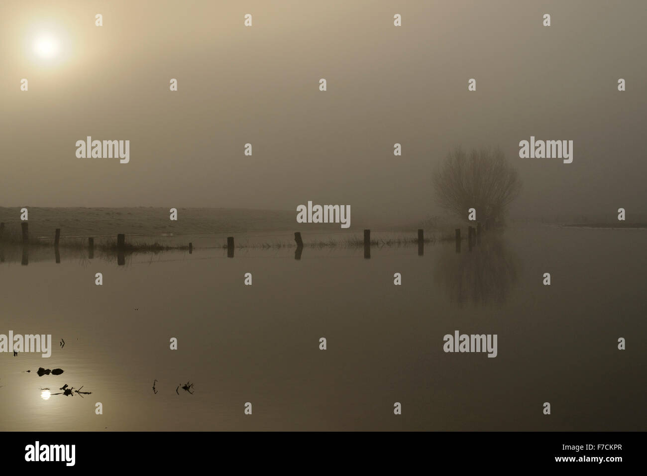Flooded fields with pollard willows on a typical misty winter morning, while sun comes through, at Lower Rhine, Germany. Stock Photo
