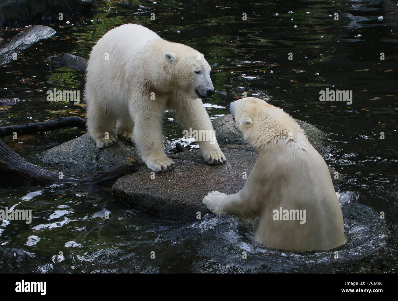 Two feisty female Polar bears (Ursus maritimus) confronting  each other on the shore, one bear surfacing from the water Stock Photo