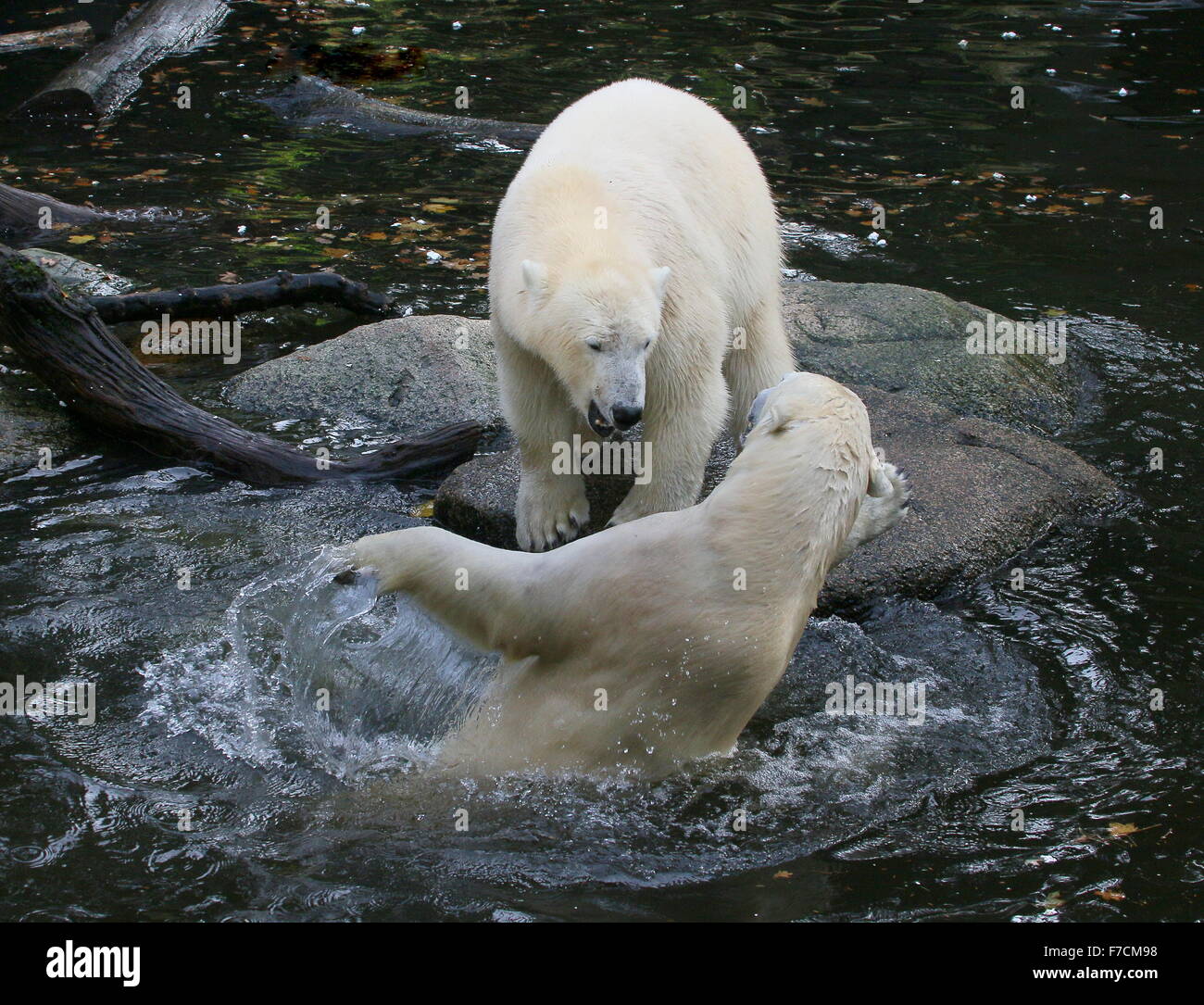 Two feisty female Polar bears (Ursus maritimus) fighting each other on shore, one biting, other lunging upward from the water Stock Photo
