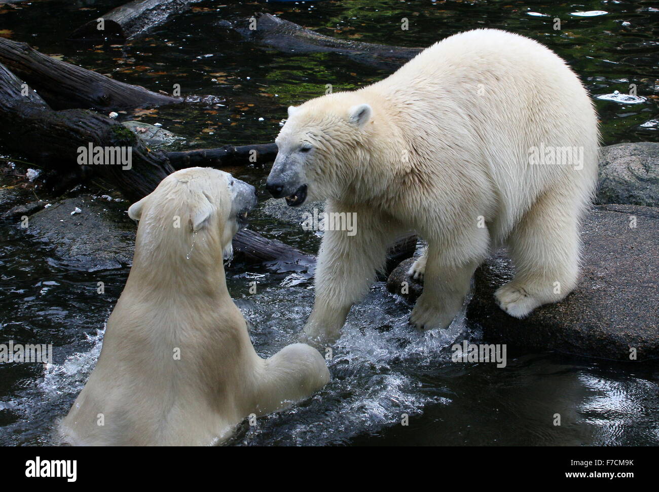Two aggressive female Polar bears (Ursus maritimus) fighting and