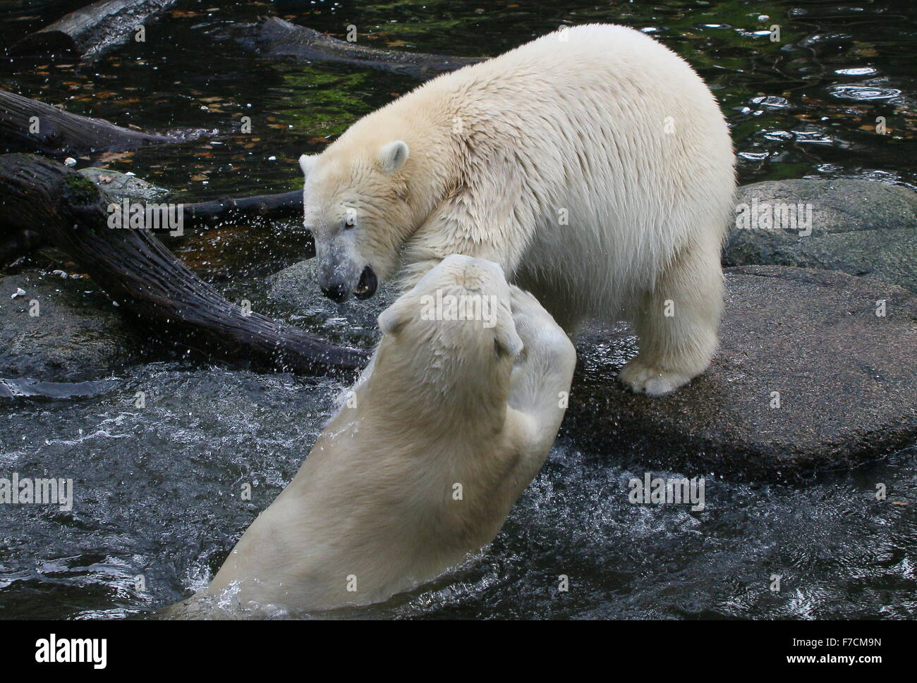 Two feisty female Polar bears (Ursus maritimus) fighting each other on shore, one snarling, other lunging upward from the water Stock Photo