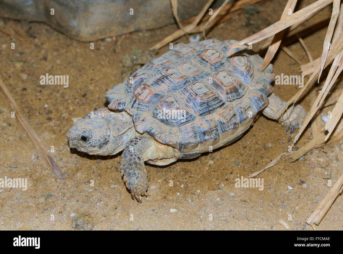 South African Speckled Cape Tortoise or Speckled Padloper (Homopus Signatus), smallest tortoise in the world Stock Photo