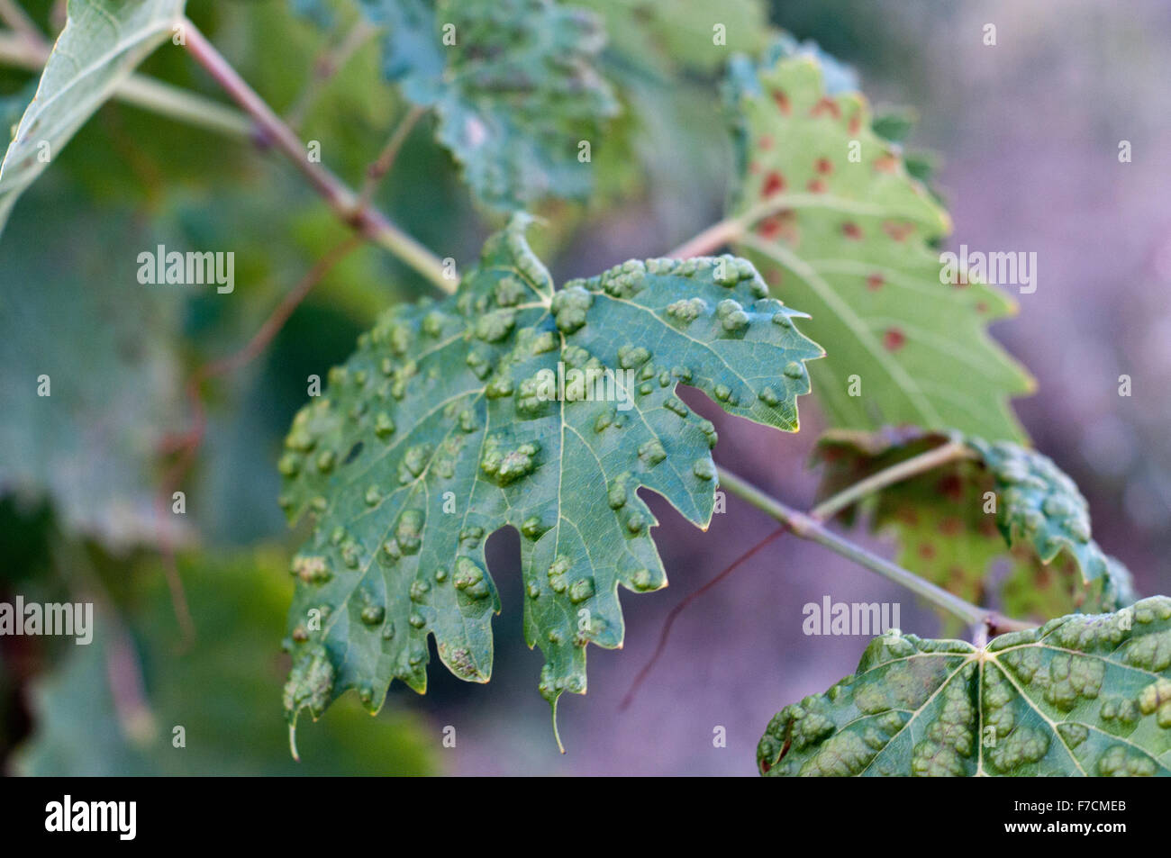 Diseased leaf grapes sickness vineyard Vinci italy Stock Photo