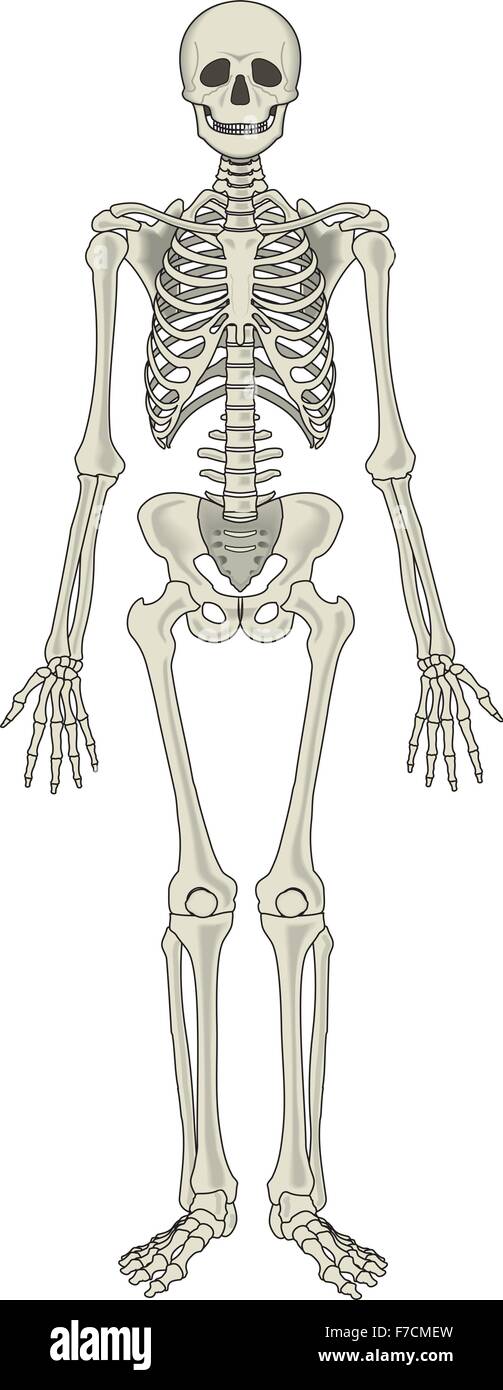 Human detailed skeleton Stock Vector Image & Art Biology Diagrams