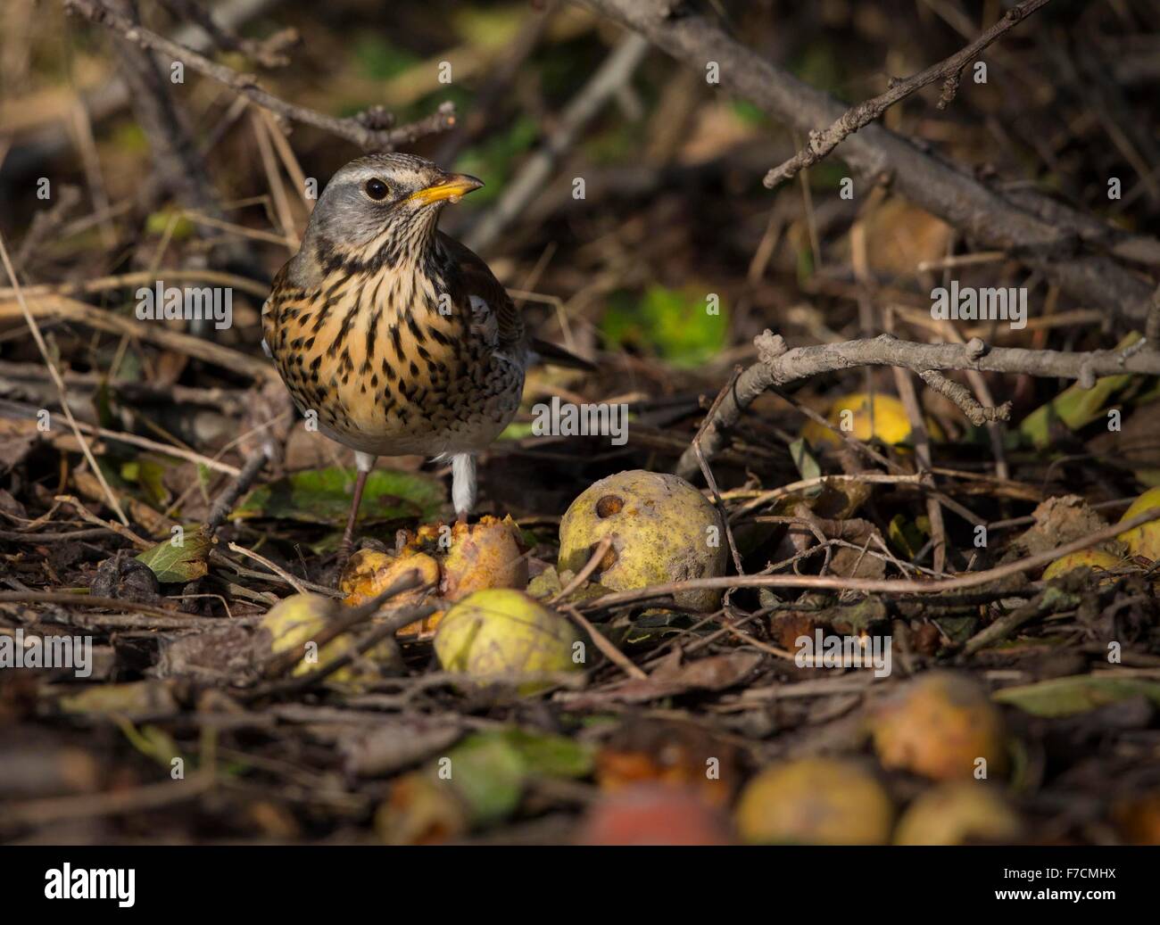 Bird eating windfall fruit hires stock photography and images Alamy