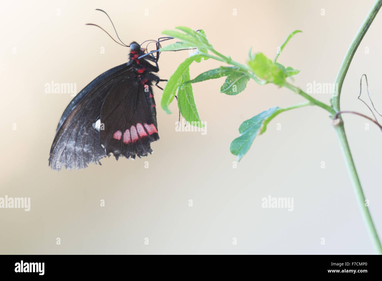 Rigid wings hi-res stock photography and images - Alamy