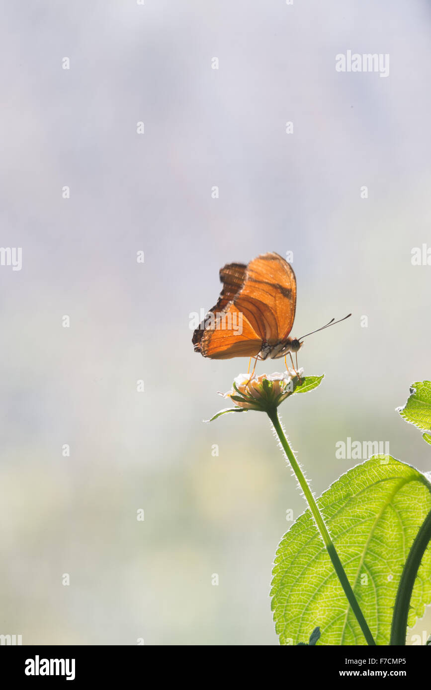 Rigid wings hi-res stock photography and images - Alamy