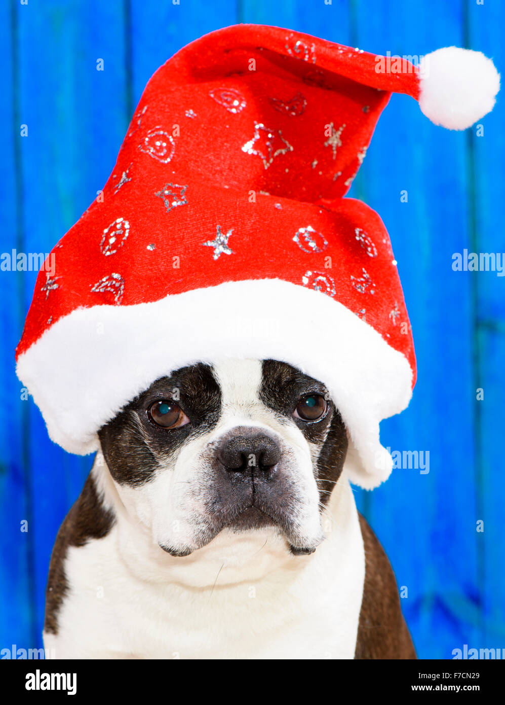 funny dog Boston Terrier with xmas cap Stock Photo