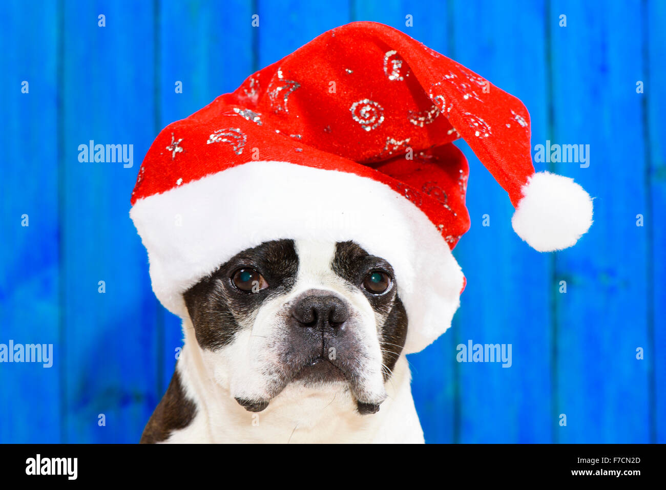 funny dog Boston Terrier with xmas cap Stock Photo