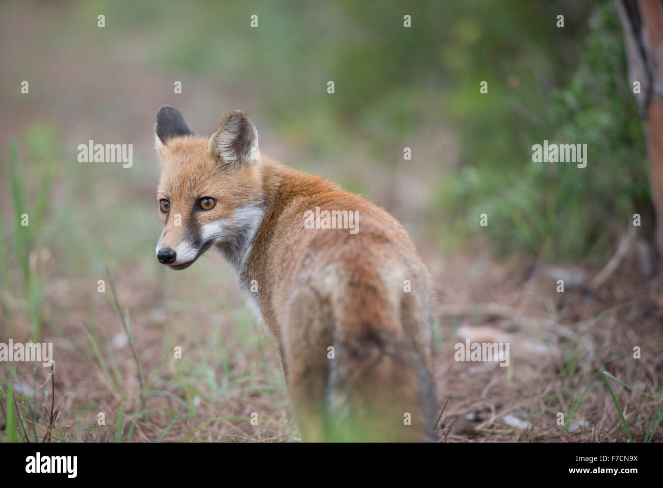 Fox in the wild. Stock Photo