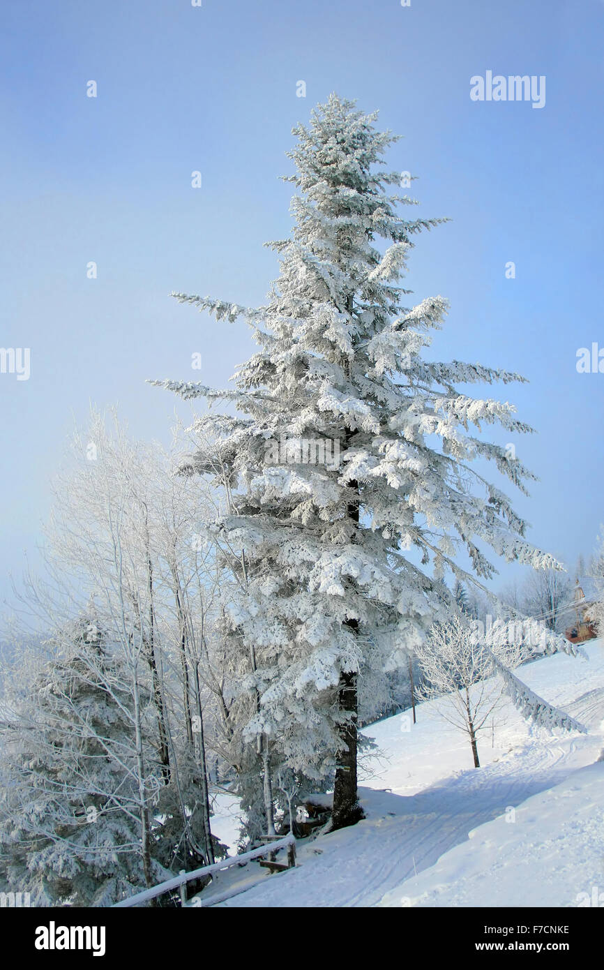 snow covered fir tree in mountains under blue sky Stock Photo - Alamy