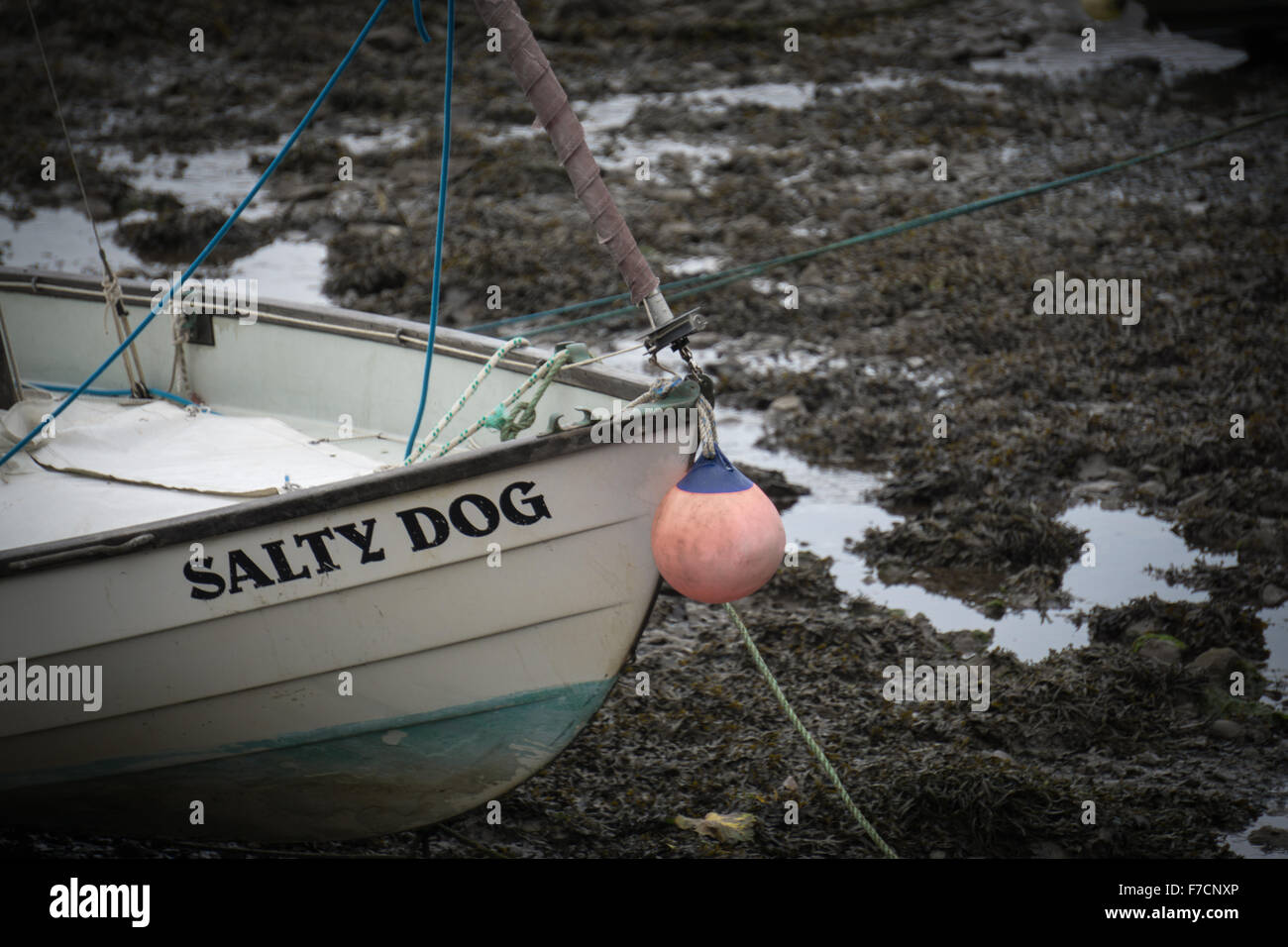 Salty sea dog hires stock photography and images Alamy