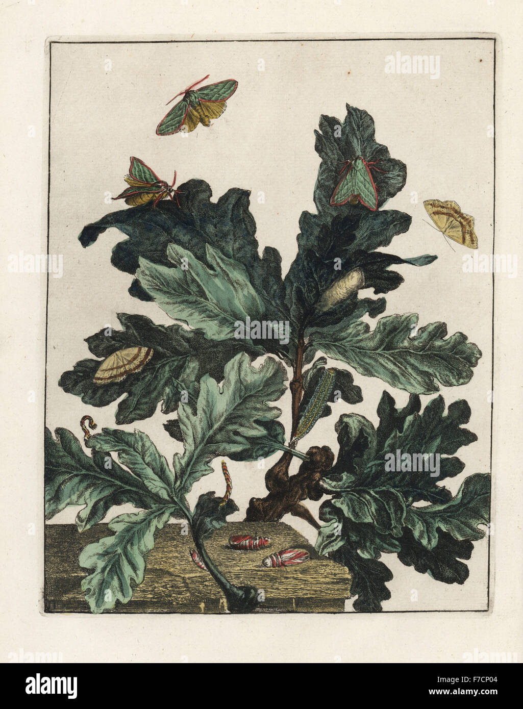 Green silver-lines, Pseudoips prasinana, and mocha moth, Cyclophora annularia, feeding on maple leaves, Acer campestris. Handcoloured copperplate engraving drawn and etched by Jacob l'Admiral in Naauwkeurige Waarneemingen omtrent de veranderingen van veele Insekten (Accurate Descriptions of the Metamorphoses of Insects), J. Sluyter, Amsterdam, 1774. For this second edition, M. Houttuyn added another eight plates to the original 25. Stock Photo