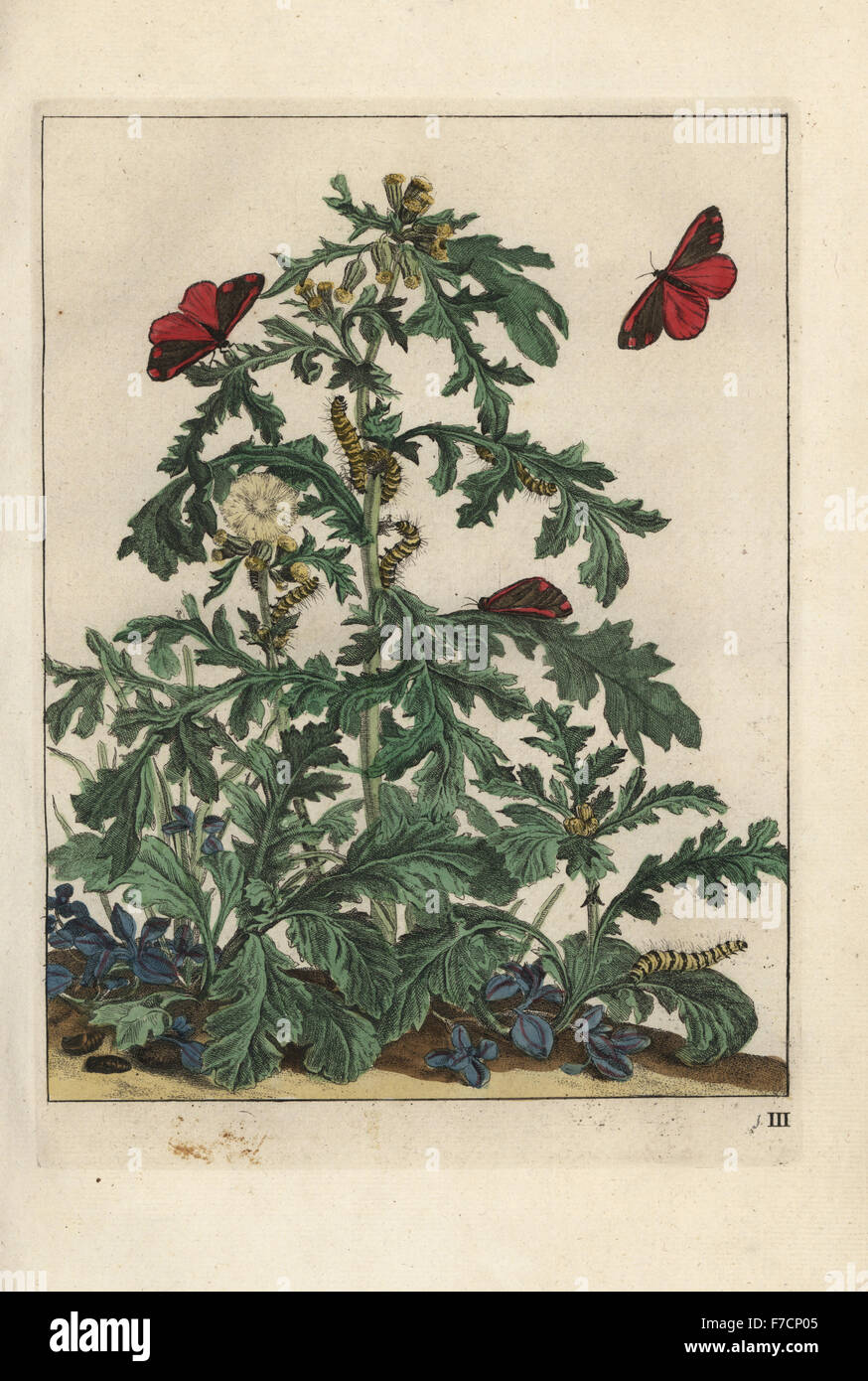 Cinnabar moth, Tyria jacobaeae, larva and pupa on ragwort plant, Jacobaea vulgaris. St. Jans beestje. Handcoloured copperplate engraving drawn and etched by Jacob l'Admiral in Naauwkeurige Waarneemingen omtrent de veranderingen van veele Insekten (Accurate Descriptions of Insect Metamorphoses), J. Sluyter, Amsterdam, 1774. For this second edition, M. Houttuyn added another eight plates to the original 25. Stock Photo