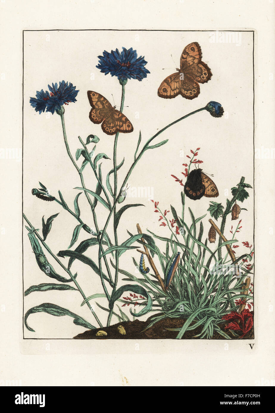 Wall butterfly, Lasiommata megera, larva and pupa on cornflower, Centaurea cyanus. Handcoloured copperplate engraving drawn and etched by Jacob l'Admiral in Naauwkeurige Waarneemingen omtrent de veranderingen van veele Insekten (Accurate Descriptions of the Metamorphoses of Insects), J. Sluyter, Amsterdam, 1774. For this second edition, M. Houttuyn added another eight plates to the original 25. Stock Photo
