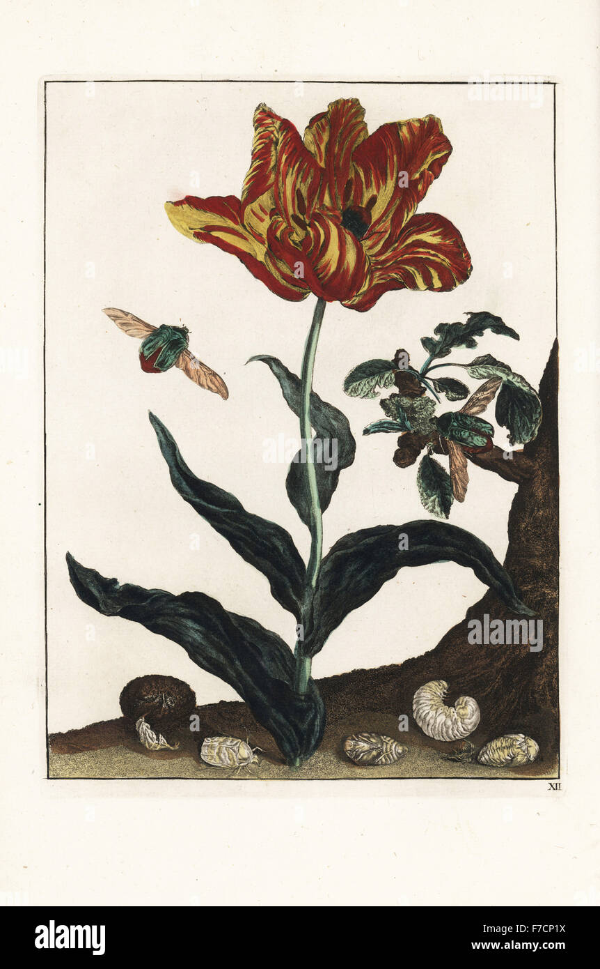 Rose beetle, Cetonia aurata, on a tulip. Handcoloured copperplate engraving drawn and etched by Jacob l'Admiral in Naauwkeurige Waarneemingen omtrent de veranderingen van veele Insekten (Accurate Descriptions of the Metamorphoses of Insects), J. Sluyter, Amsterdam, 1774. For this second edition, M. Houttuyn added another eight plates to the original 25. Stock Photo