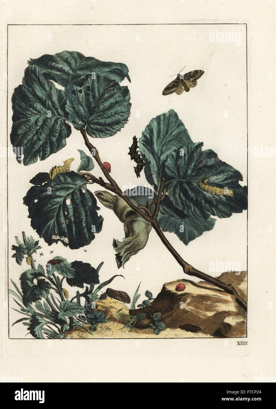 Tawny prominent, Harpyia milhauseri, seven-spot ladybird, Coccinella septempunctata and fruit flies on a hazel tree, Corylus avellana. Handcoloured copperplate engraving drawn and etched by Jacob l'Admiral in Naauwkeurige Waarneemingen omtrent de veranderingen van veele Insekten (Accurate Descriptions of the Metamorphoses of Insects), J. Sluyter, Amsterdam, 1774. For this second edition, M. Houttuyn added another eight plates to the original 25. Stock Photo