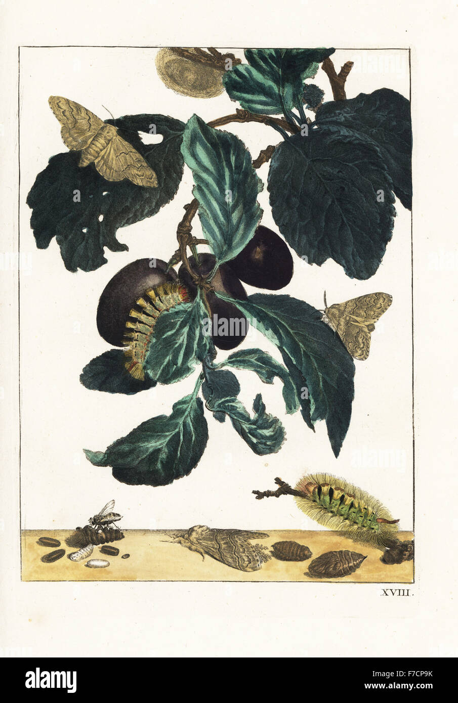 Yellow or pale tussock moth, Calliteara pudibunda, on a plum branch, Prunus domestica. Handcoloured copperplate engraving drawn and etched by Jacob l'Admiral in Naauwkeurige Waarneemingen omtrent de veranderingen van veele Insekten (Accurate Descriptions of the Metamorphoses of Insects), J. Sluyter, Amsterdam, 1774. For this second edition, M. Houttuyn added another eight plates to the original 25. Stock Photo