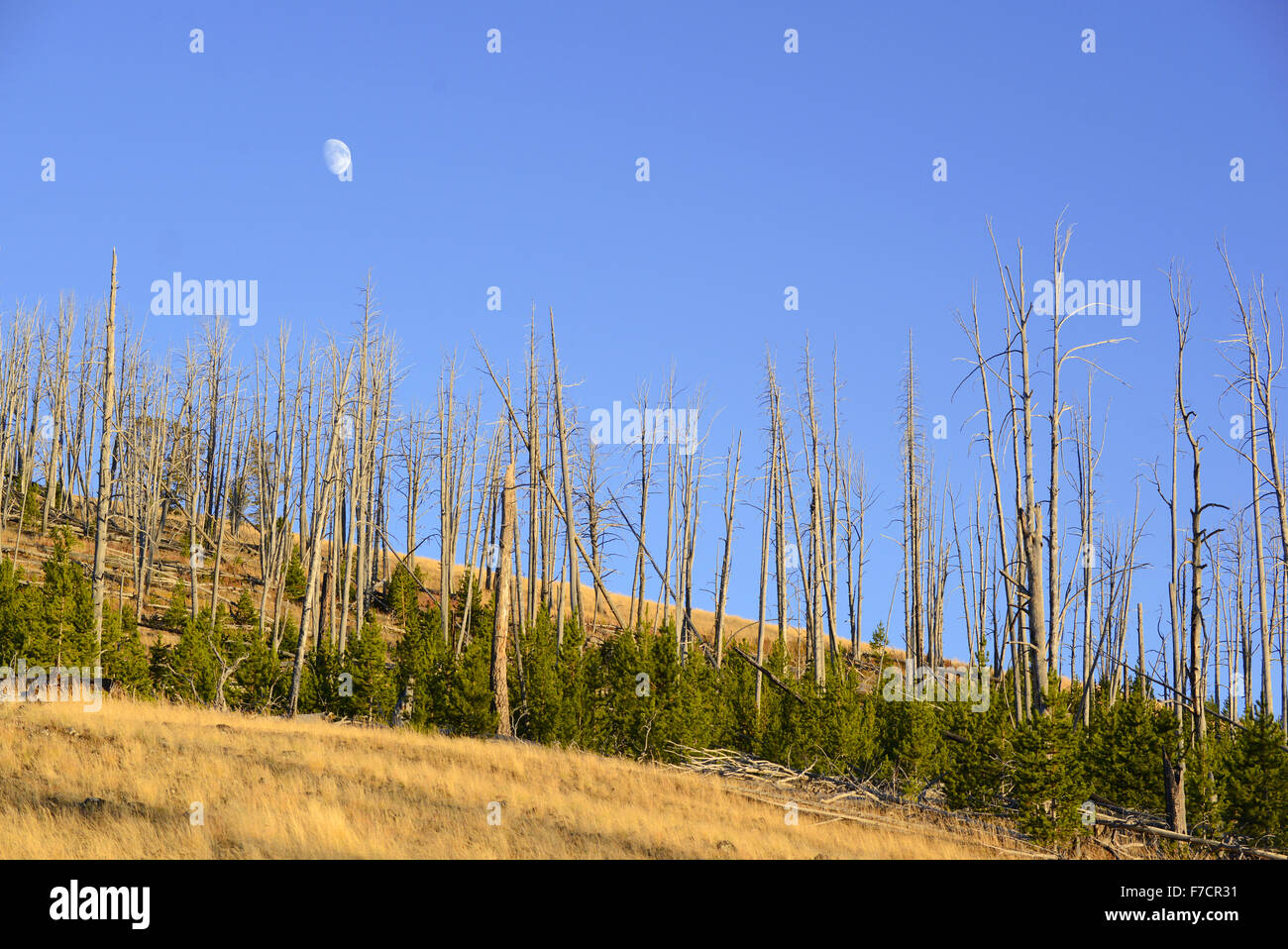 Pine forests with new growth after the forest fires of 1988 burned