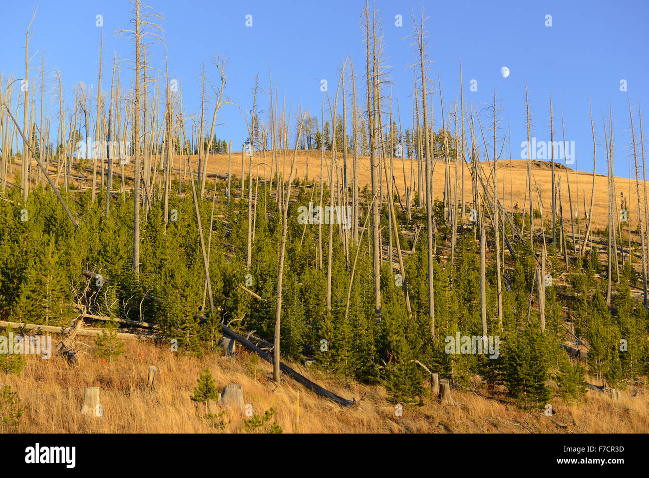 Pine forests with new growth after the forest fires of 1988 burned