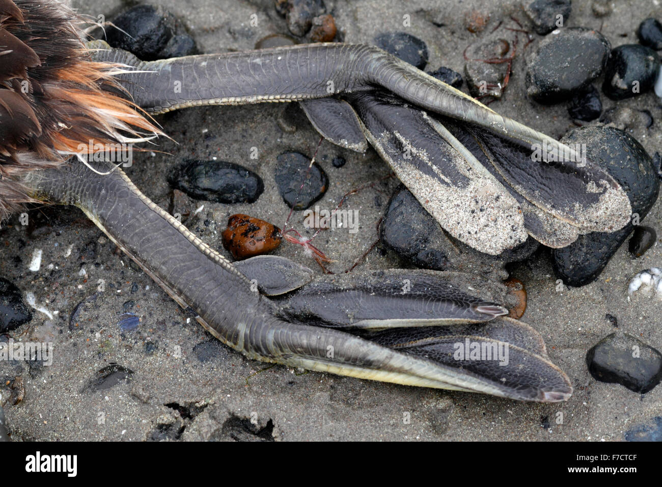 Dead seabird, Argentina beach. Close up of paddle legs feet and claws. Stock Photo