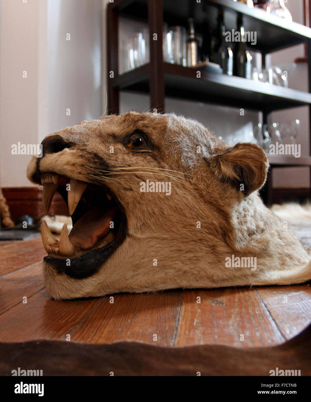 Lion skin hires stock photography and images Alamy