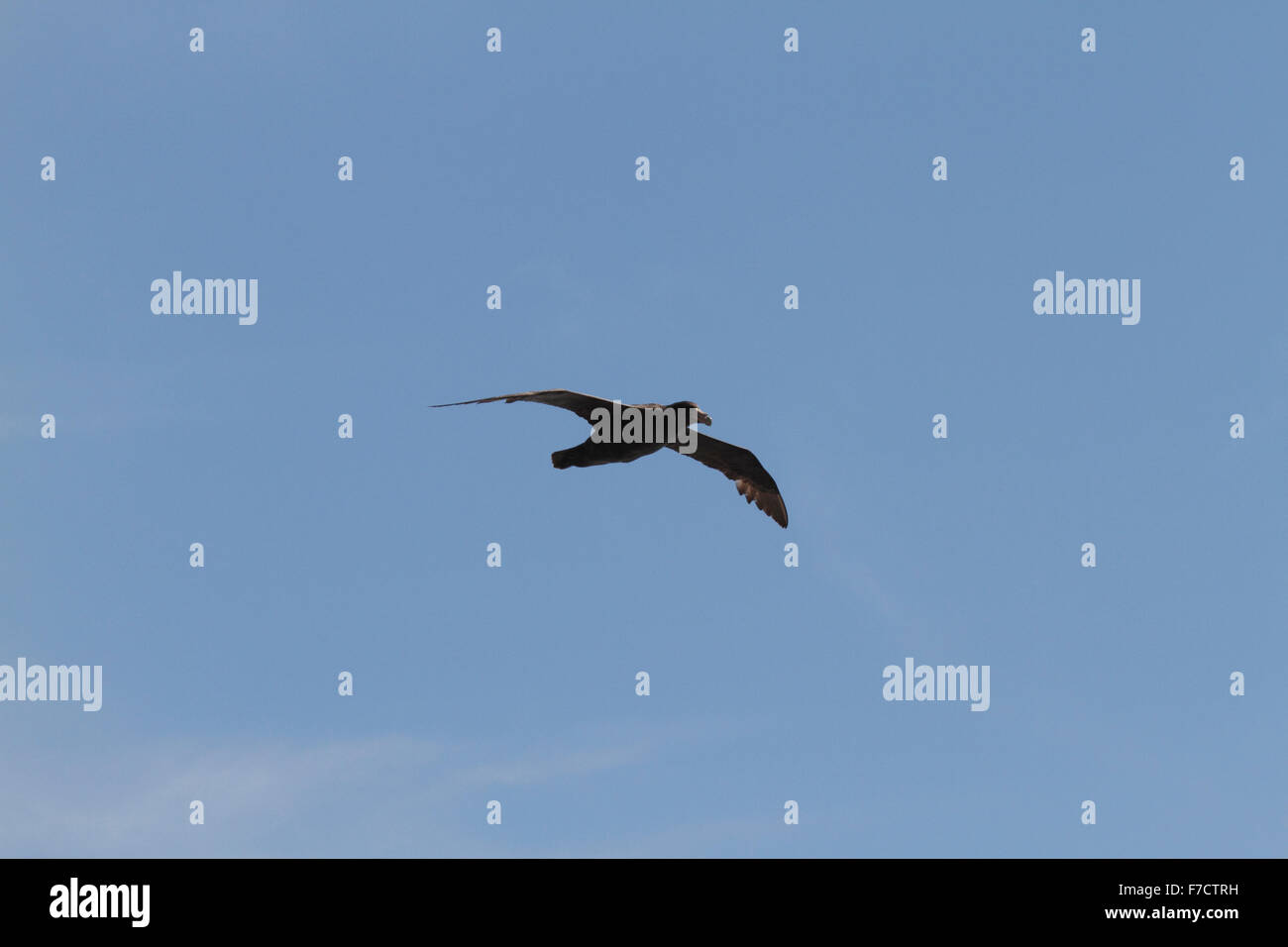 Southern GiantPetrel, Macronectes giganteus, immature plumage. Chubut Province, Patagonia, Argentina. Stock Photo