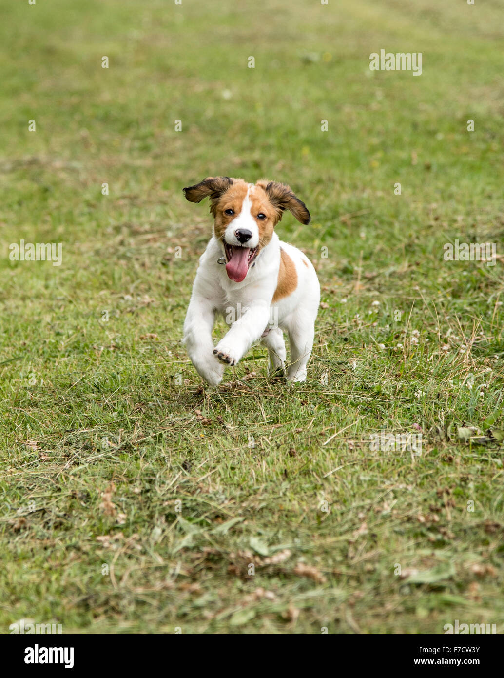 A kooikerhondje puppy having fun. Stock Photo