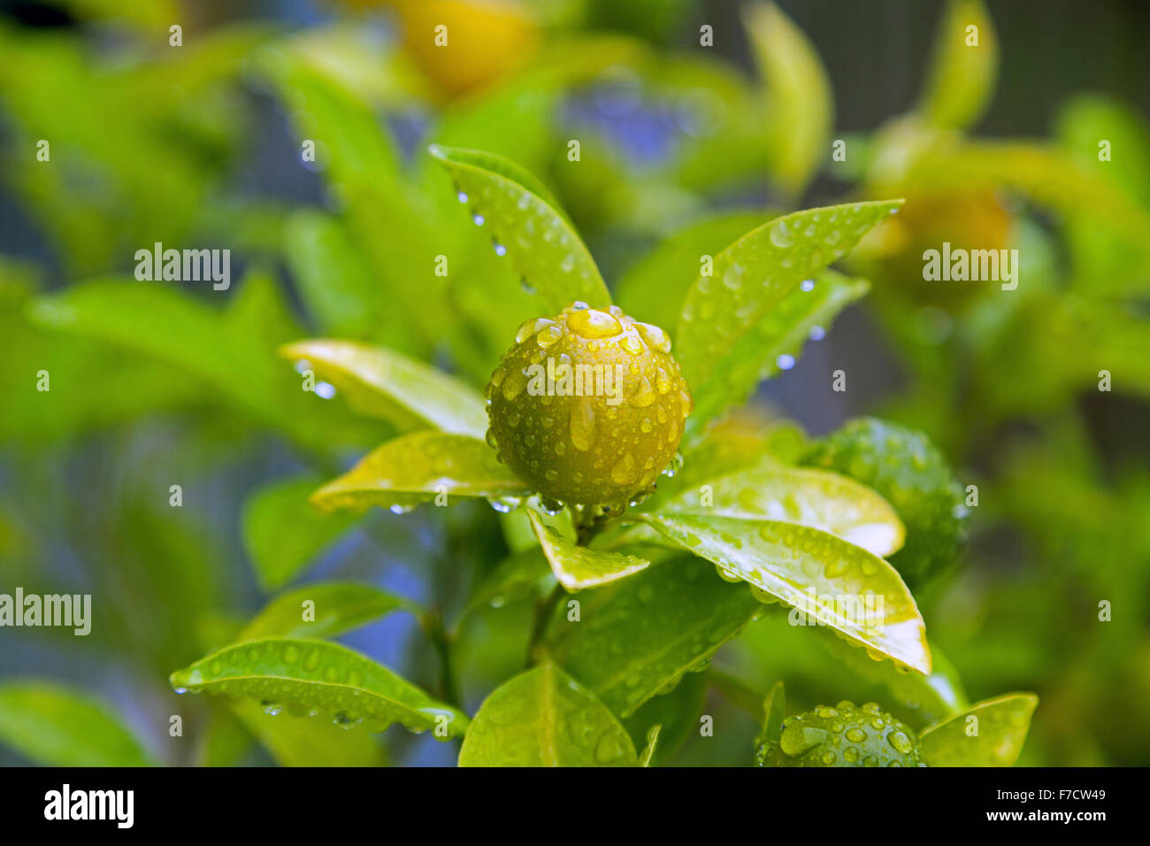 Calamondin citrus tree Stock Photo