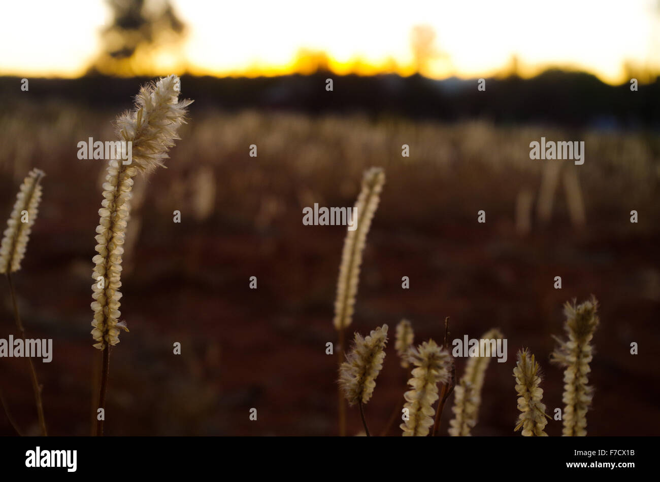 Weeds on a field in Australia with sunset in background Stock Photo