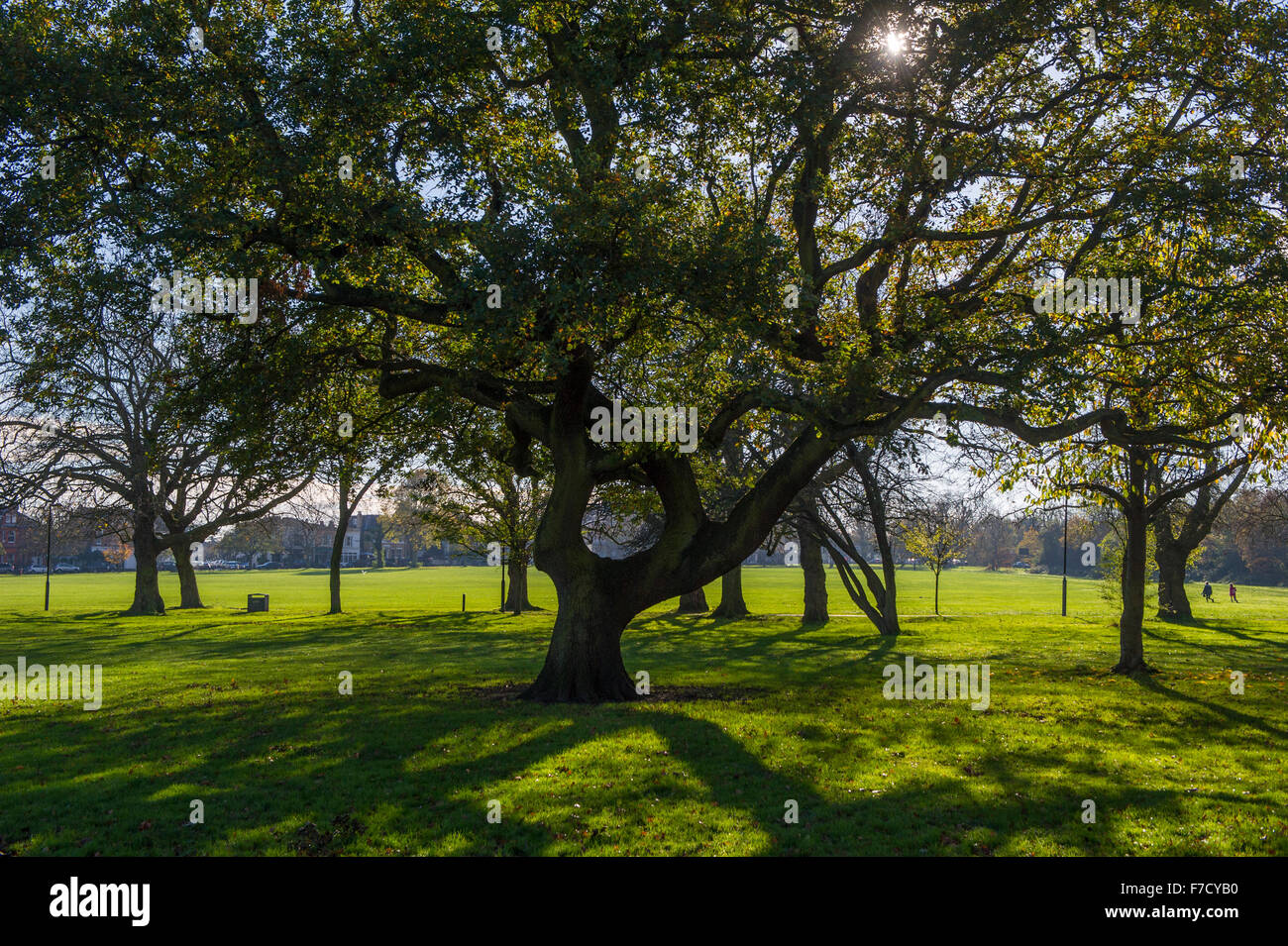Single trees in shadow hi res stock photography and images Alamy