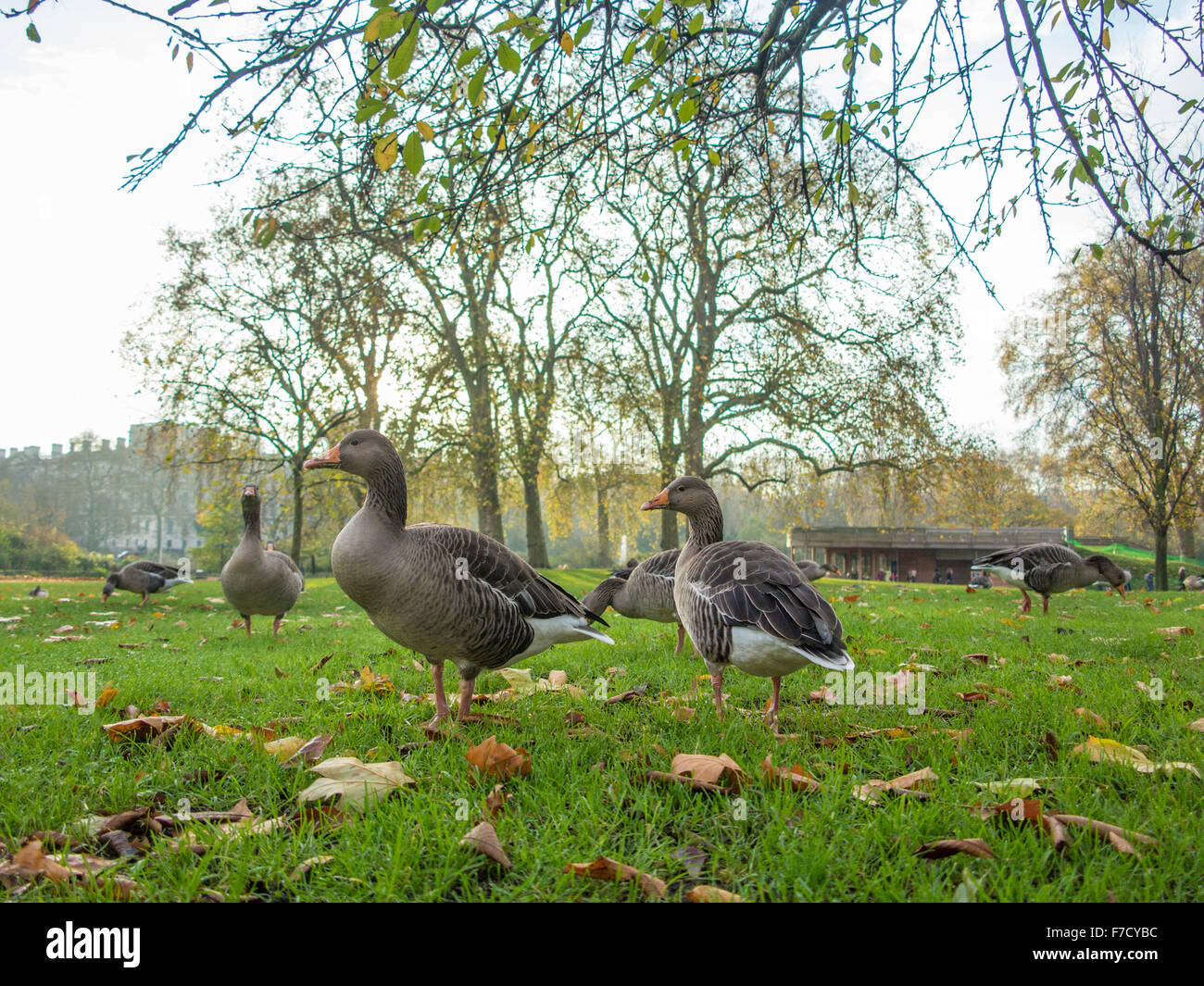 Geese in St Jame's Park Stock Photo