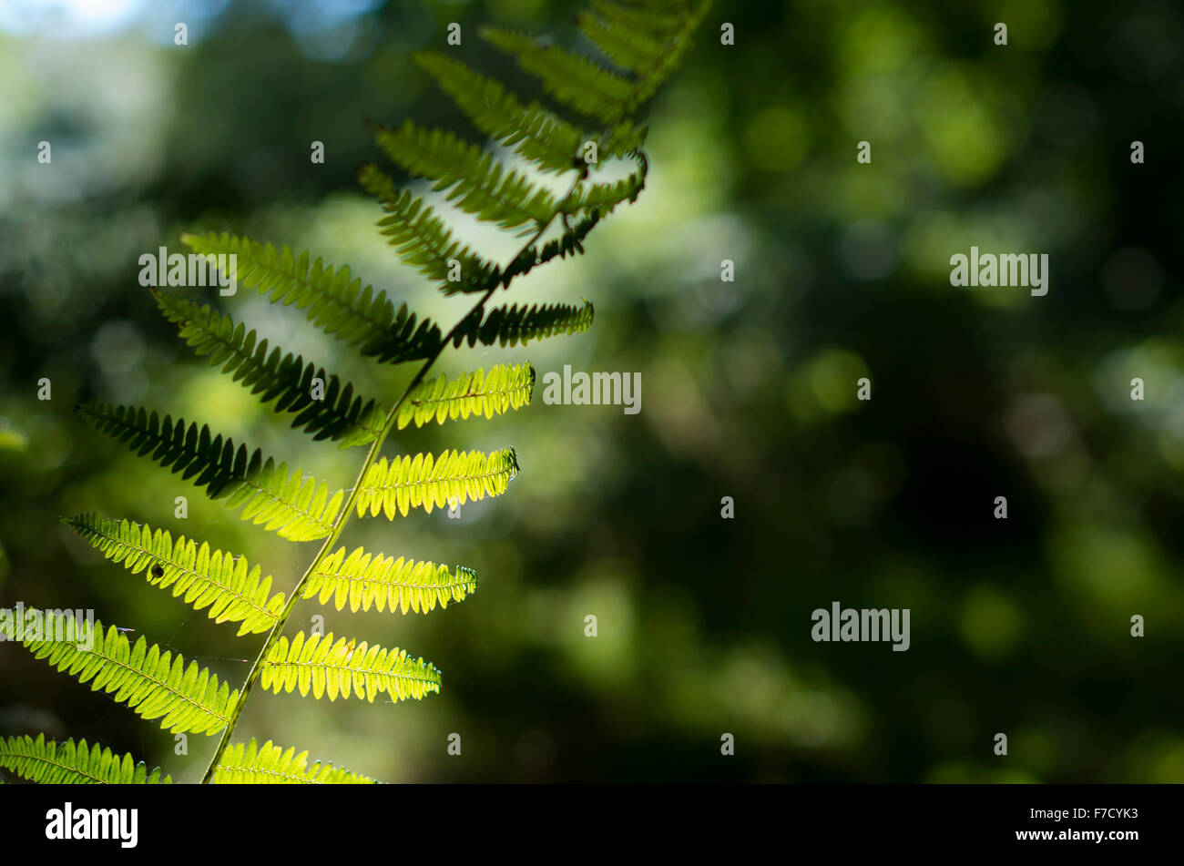 Sunlight through fern in Bedfordshire woodland, UK Stock Photo - Alamy