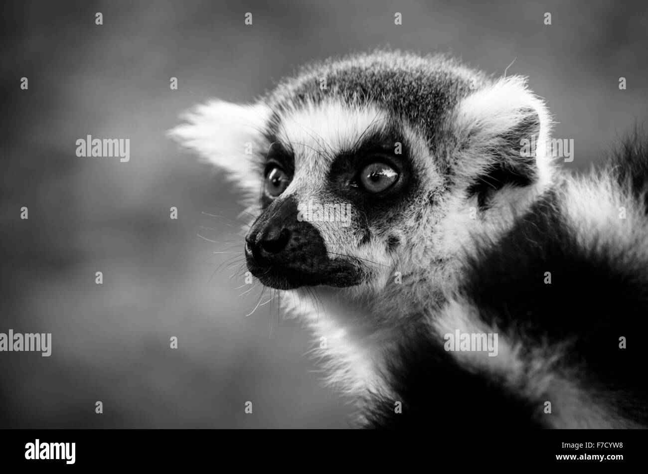 Close up of ring-tailed lemur (Lemur Catta) with tail wrapped over shoulder. Stock Photo