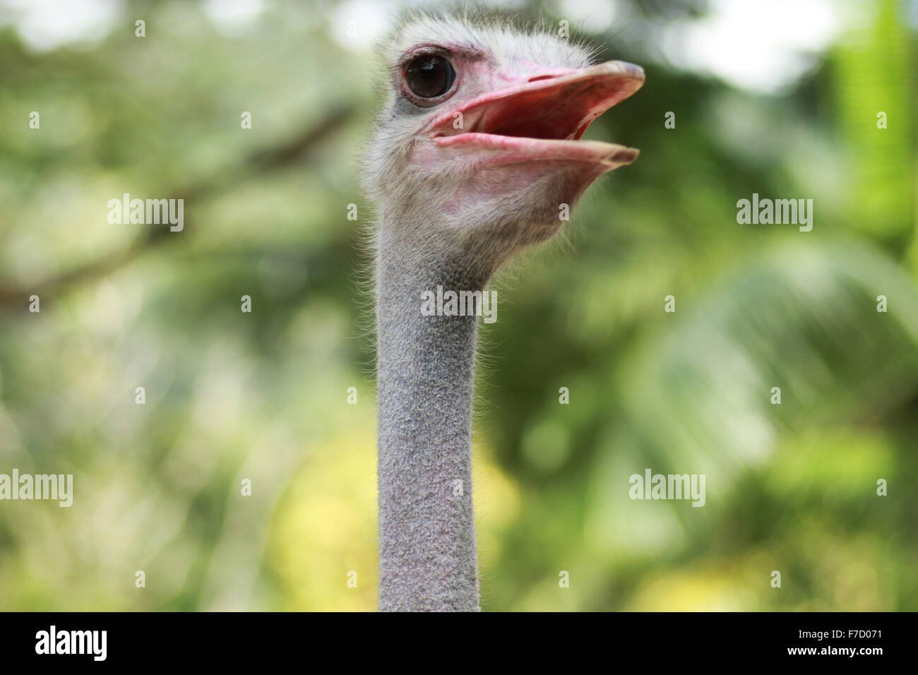 Wild ostrich stares into the camera with its curious gesture. Stock Photo