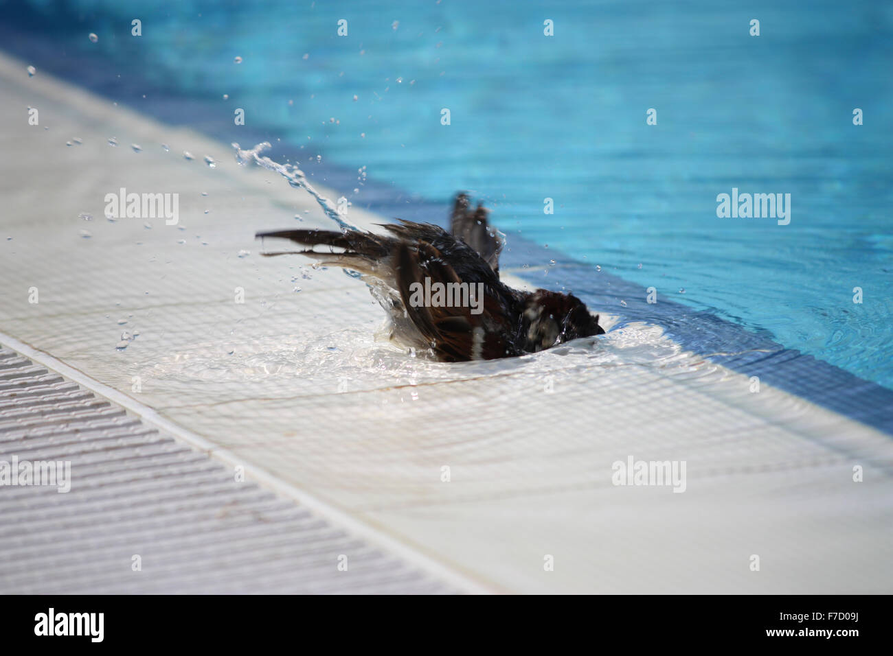 A small sparrow type bird washing in the rim of a swimming pool at a holiday complex in Turkey Stock Photo