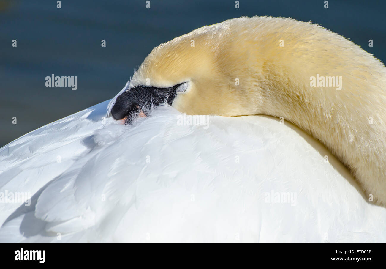 Adult White Mute Swan (Cygnus olor) resting on the water's edge with eyes closed in Spring in the UK. Stock Photo