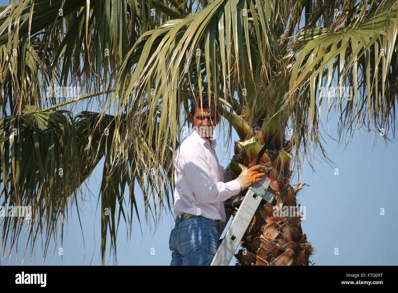 Man up a tree hi-res stock photography and images - Alamy