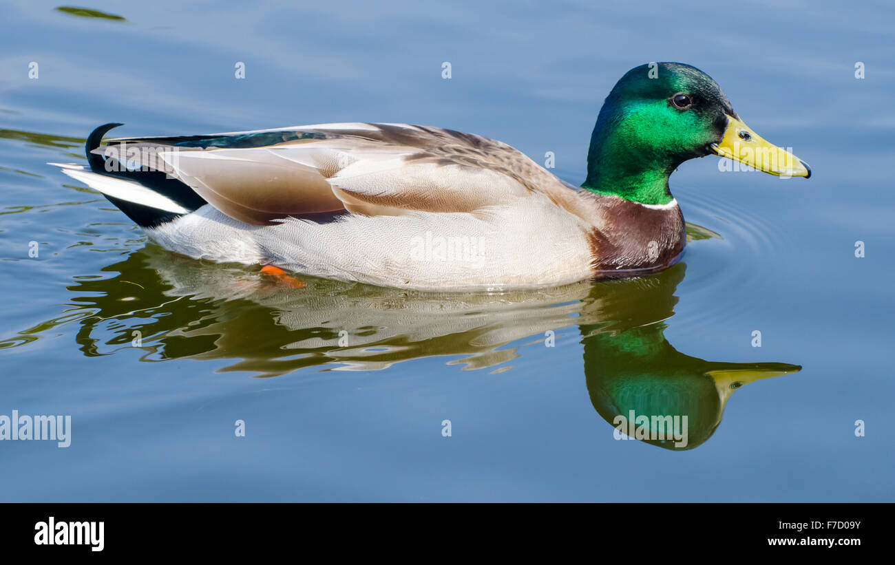 Mallard duck (Anas platyrhynchos) on a lake and reflected in the water in the UK. Mallard duck water. Drake Mallard duck. Mallard duck swimming. Stock Photo