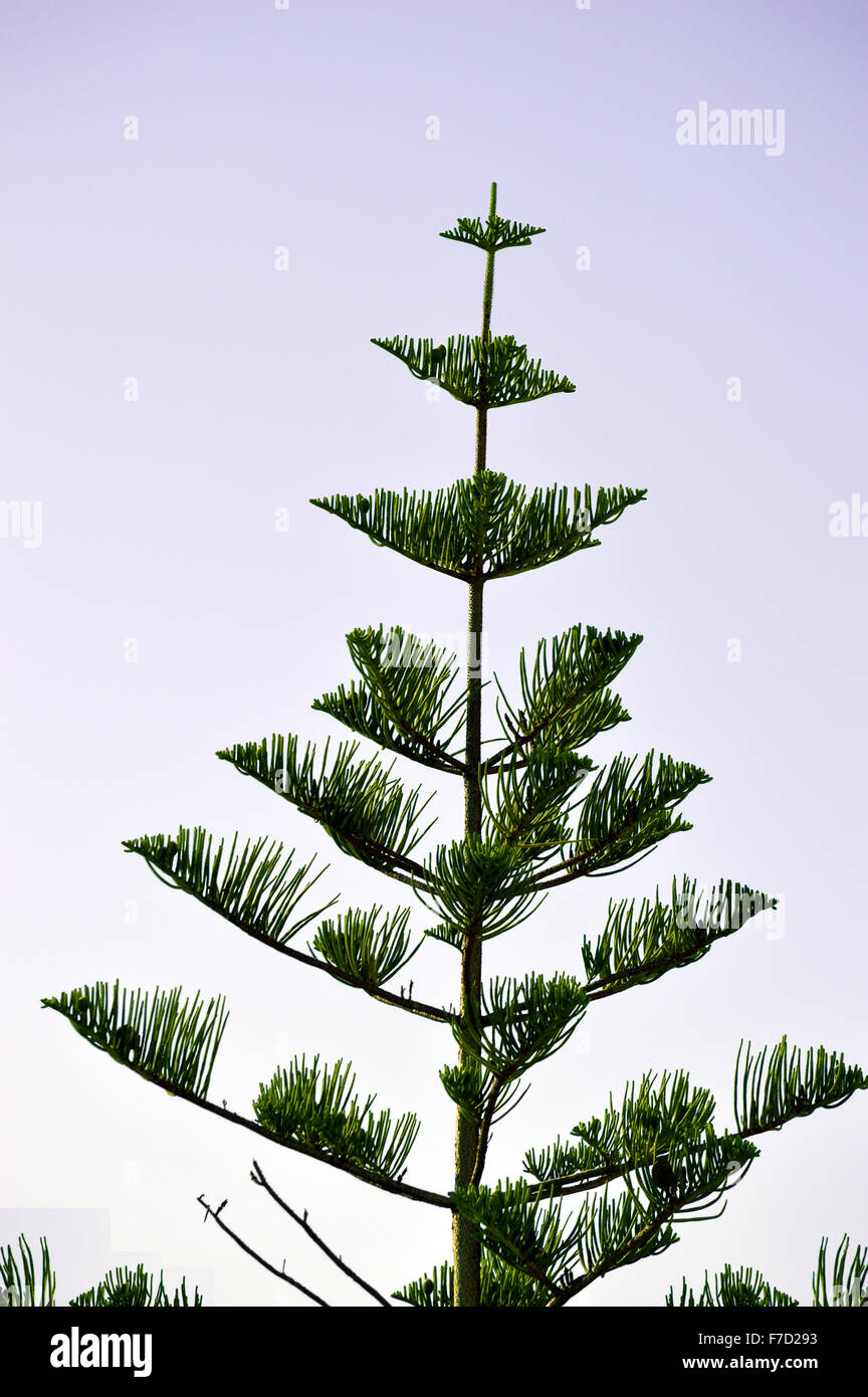 Norfolk Island Pine (Araucaria heterophylla, Araucaria excelsa), ornamental  tree on street side, Stock Photo, Picture And Rights Managed Image. Pic.  BWI-BS303950