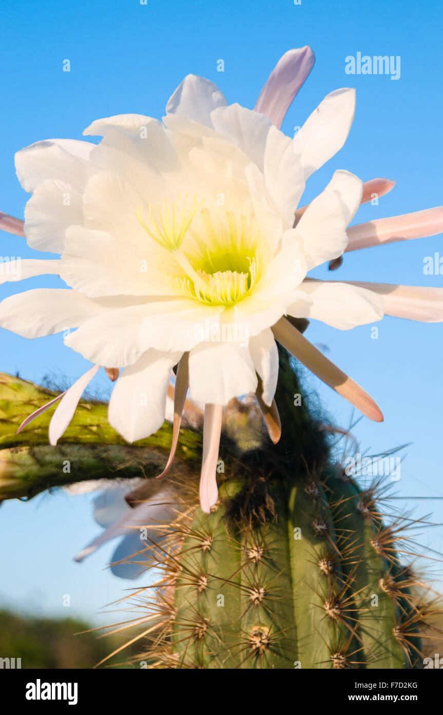 Large flower on a cactus plant Stock Photo