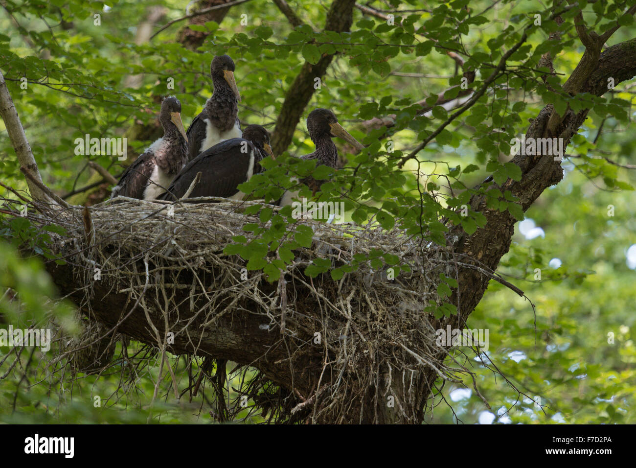 Fledglings of Black Stork / Schwarzstorch ( Ciconia nigra ) sitting in their huge eyrie / nest, high up in an old tree. Stock Photo