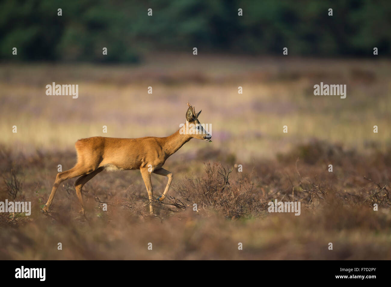 Roe deer / Buck / Reh ( Capreolus capreolus ) walks calmly over open dry grassland, with herbs in its mouth. Stock Photo