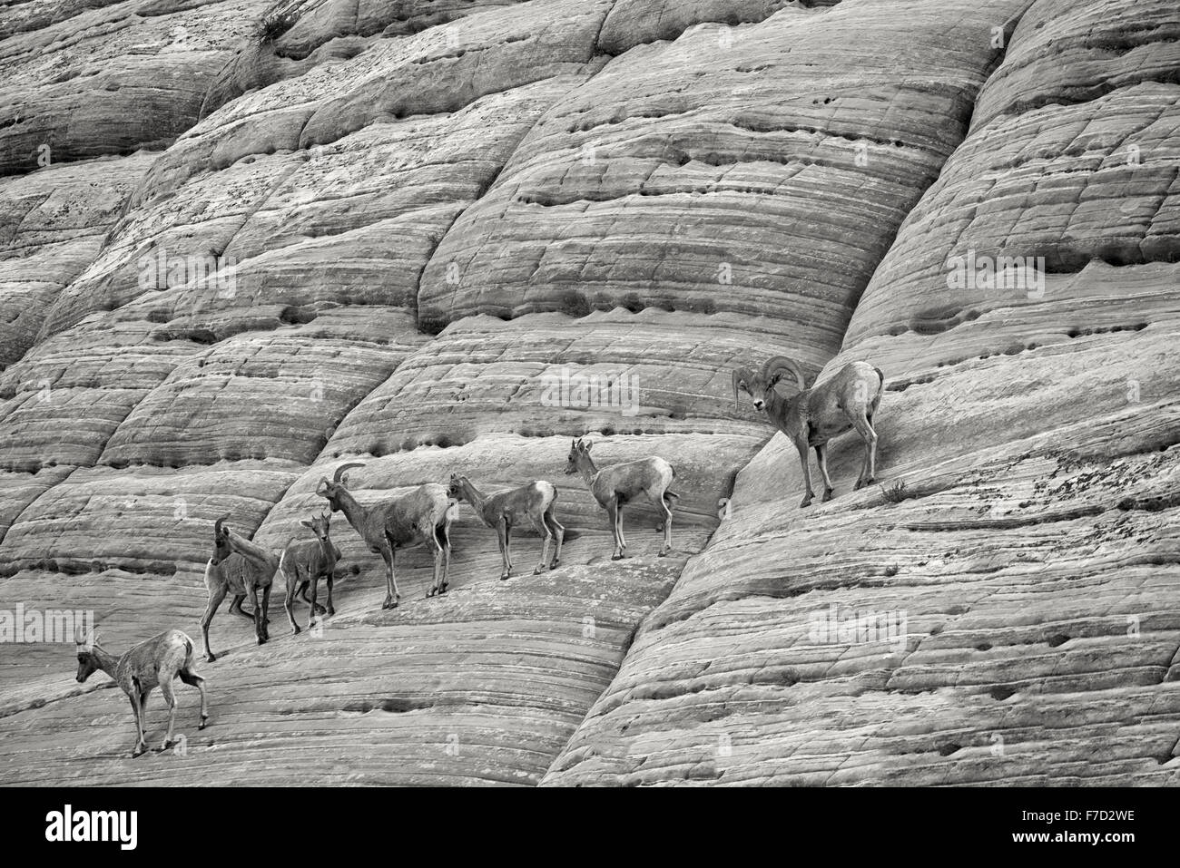 Bighorn Sheep on Checkerboard Mesa. Zion National Park, UT Stock Photo