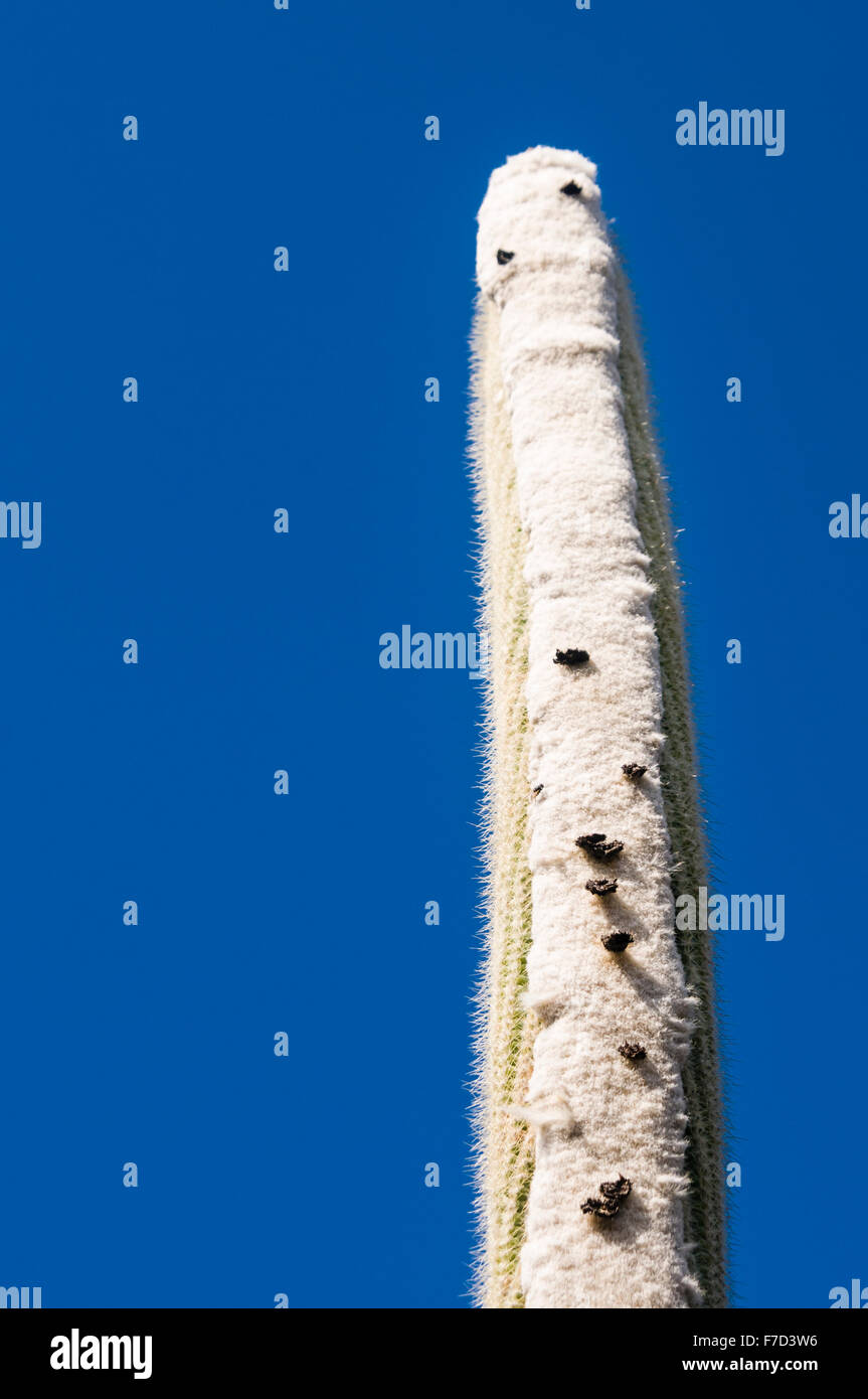 Tall Desert Plant High Resolution Stock Photography and Images - Alamy