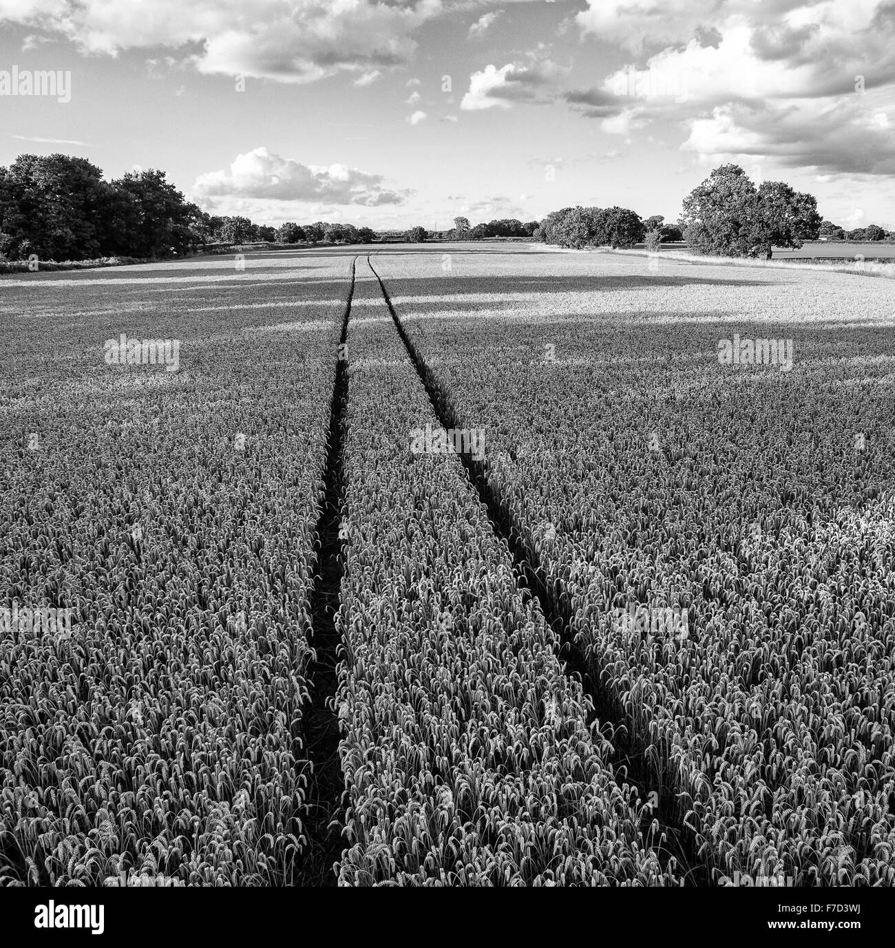 Cornfield in summer Black and White Stock Photos & Images Alamy