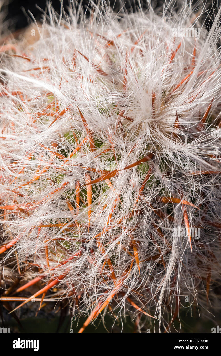 Oreocereus Pseudofossulatus (Bolivia) cactus plant with hair hiding sharp spikes Stock Photo