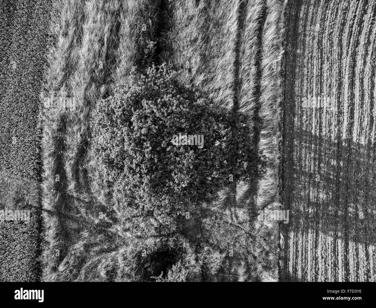 Aerial view looking down vertically onto tree and farmland with dramatic parallel lines and shadows Stock Photo